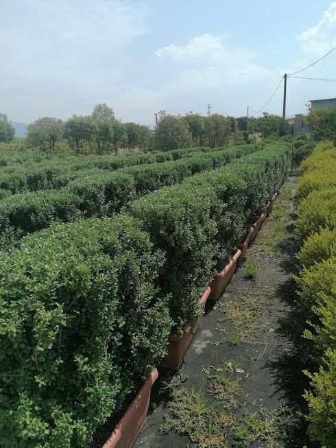 Spalliere Ilex Crenata