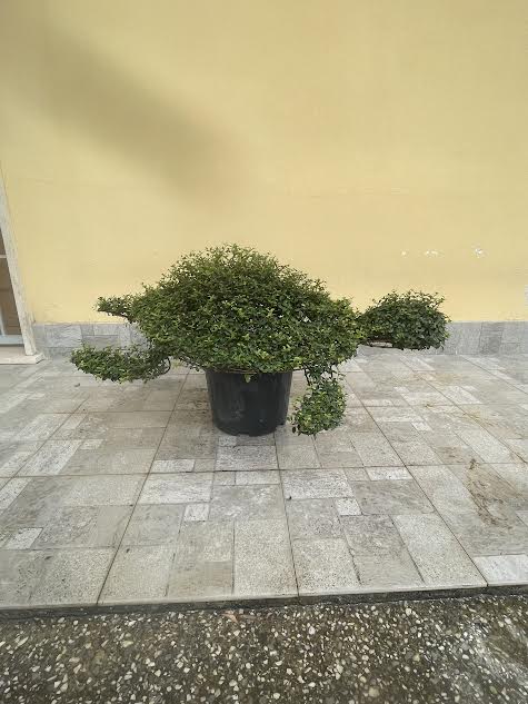 Tartaruga Ligustrum