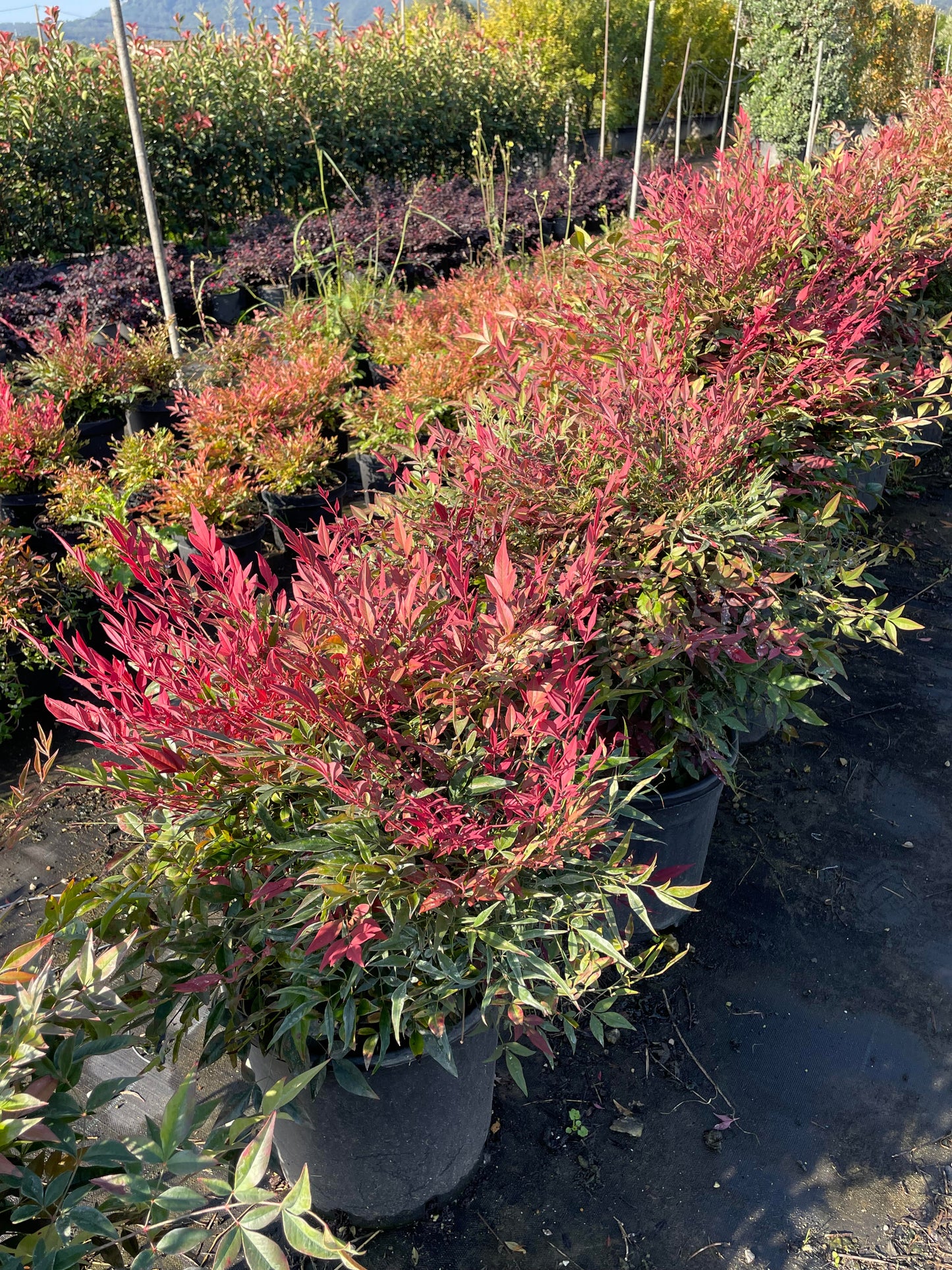 Nandina domestica. obsessed