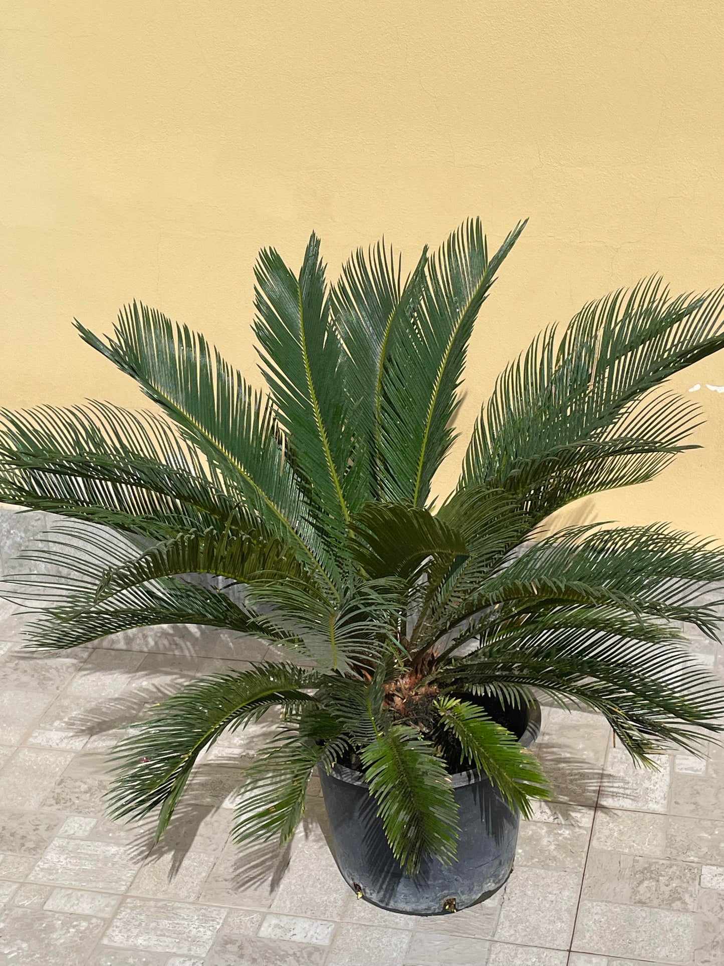 Cycas