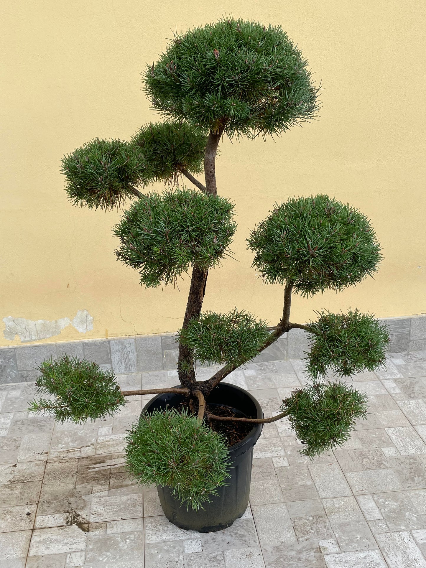 Pinus Sylvestris