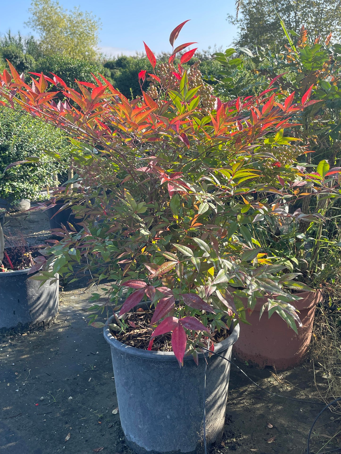 Nandina Domestica