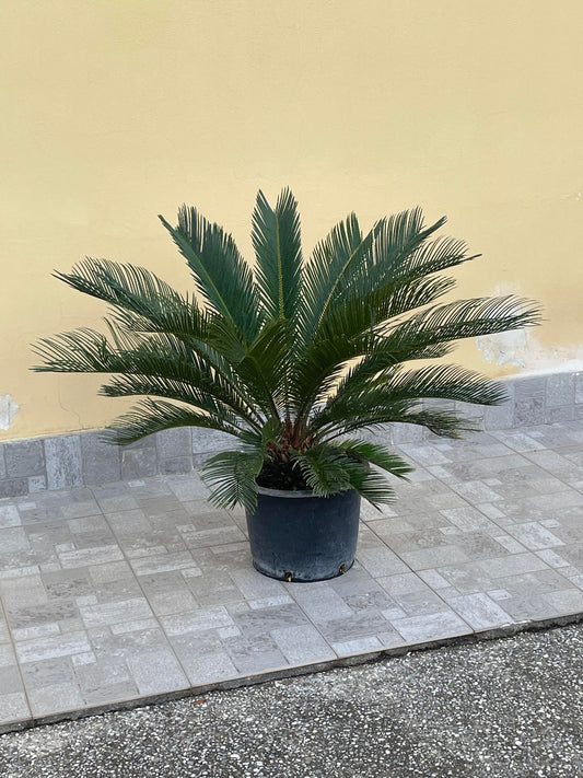 Cycas