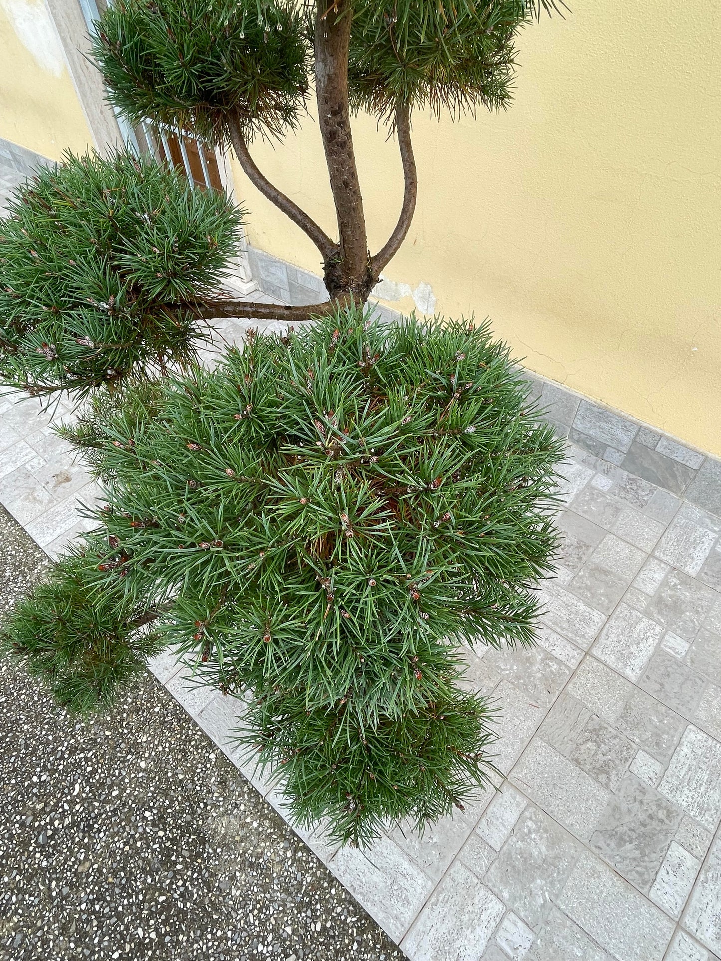 Pinus Sylvestris