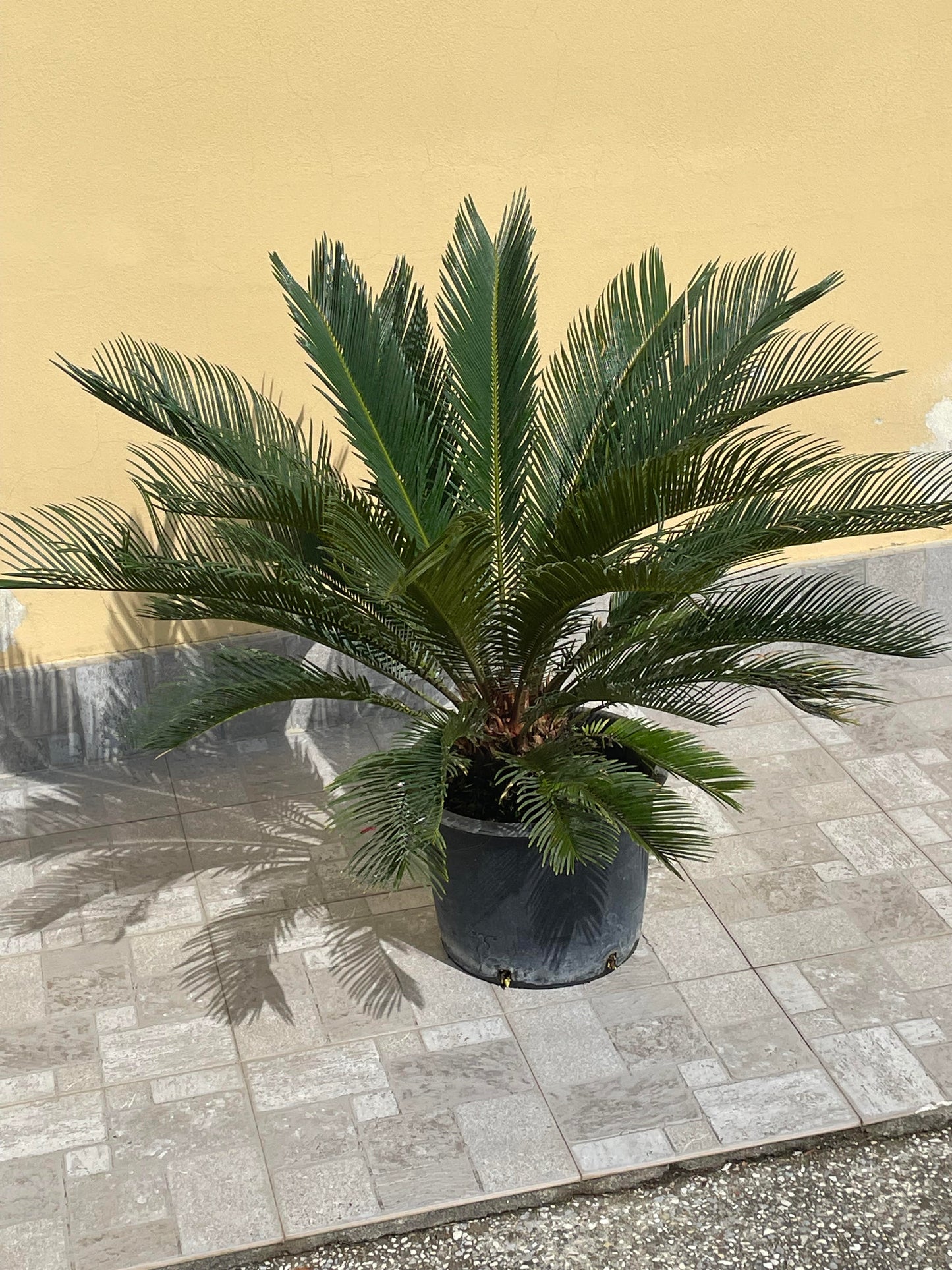 Cycas