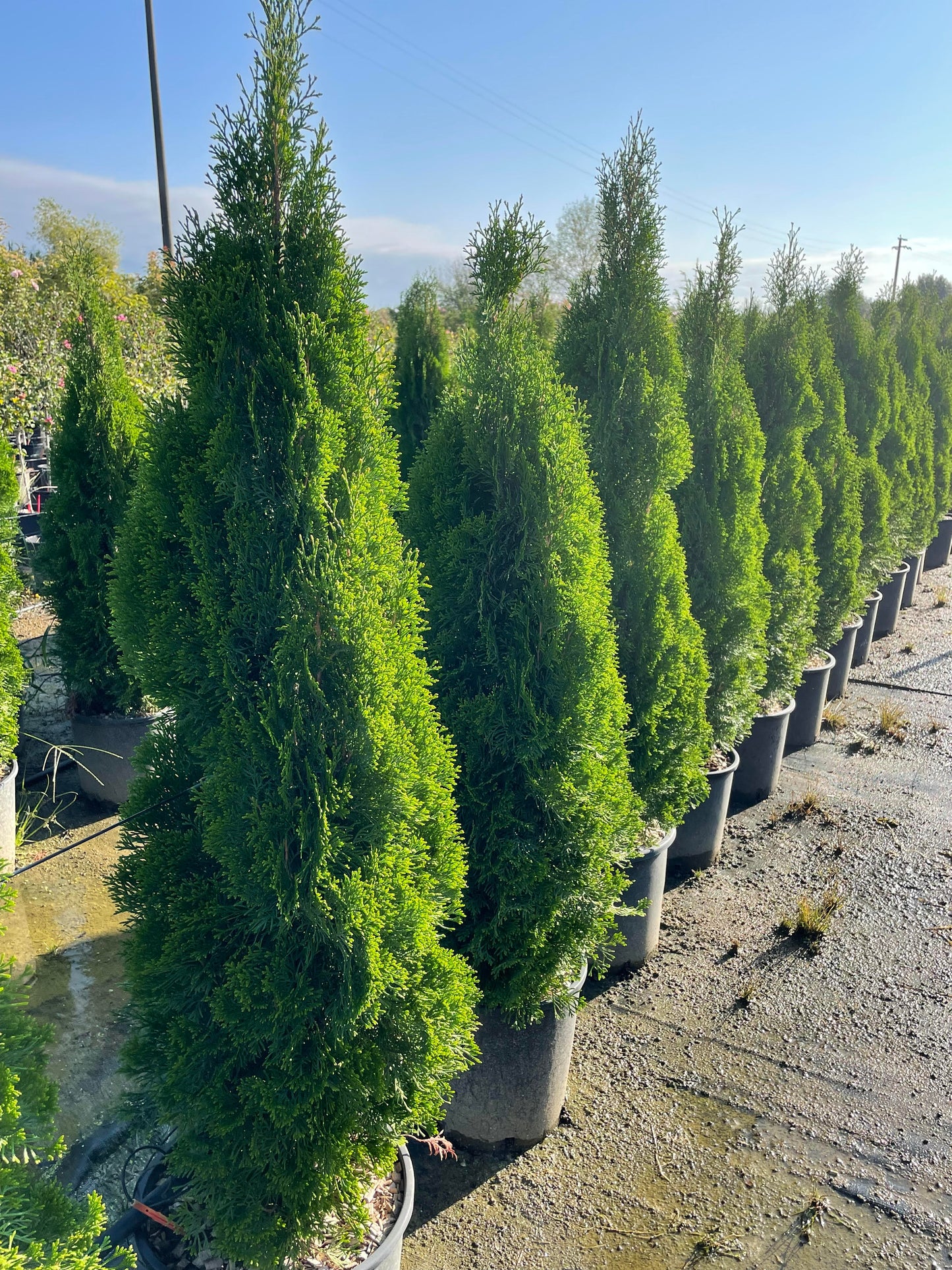 Thuja Plicata