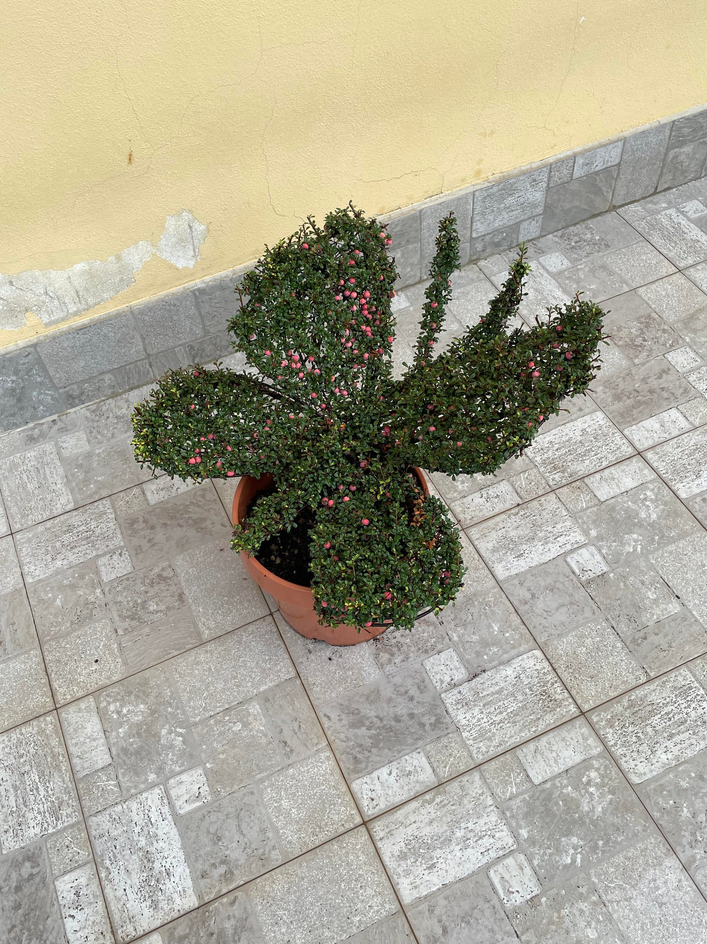 Farfallina cotoneaster