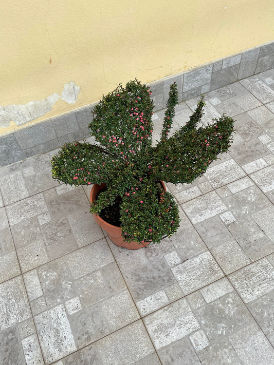 Farfallina cotoneaster