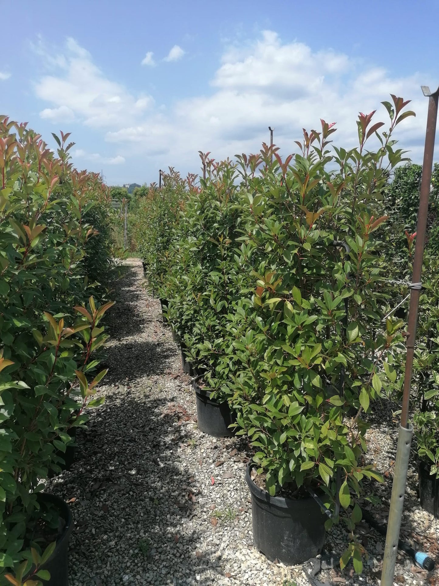 Spalliere Photinia