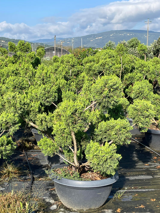 Juniperus Fungo pon pon