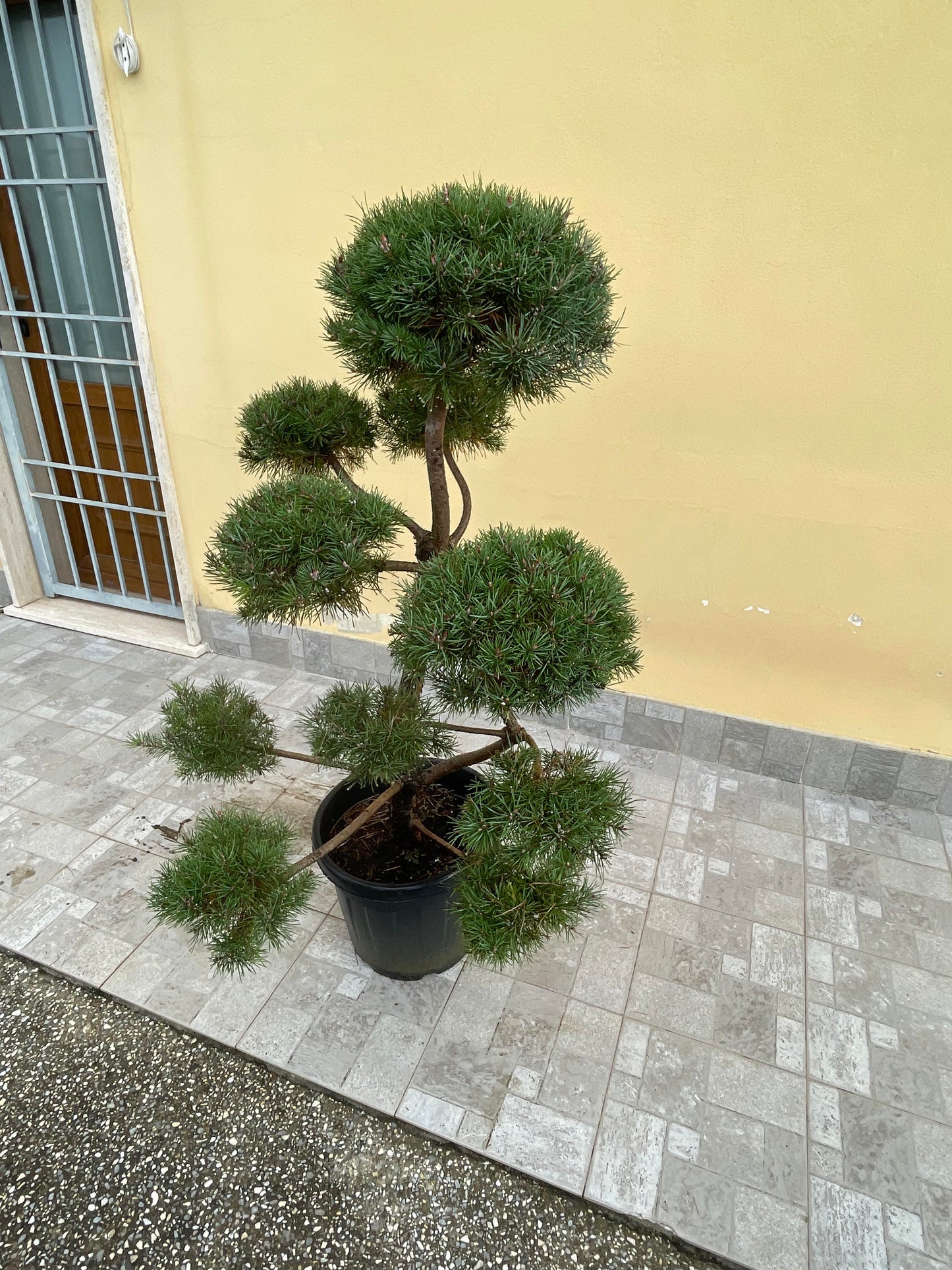 Pinus Sylvestris