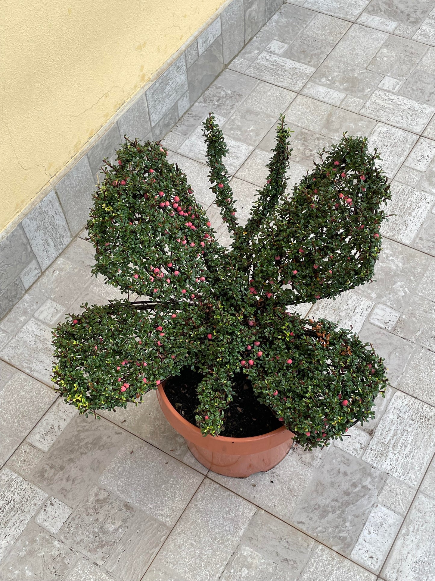 Farfallina cotoneaster