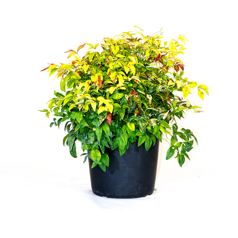 Nandina Fire Power
