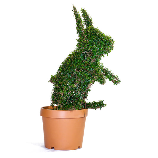 Ligustrum Jonandrum - Coniglio - Arte Topiaria