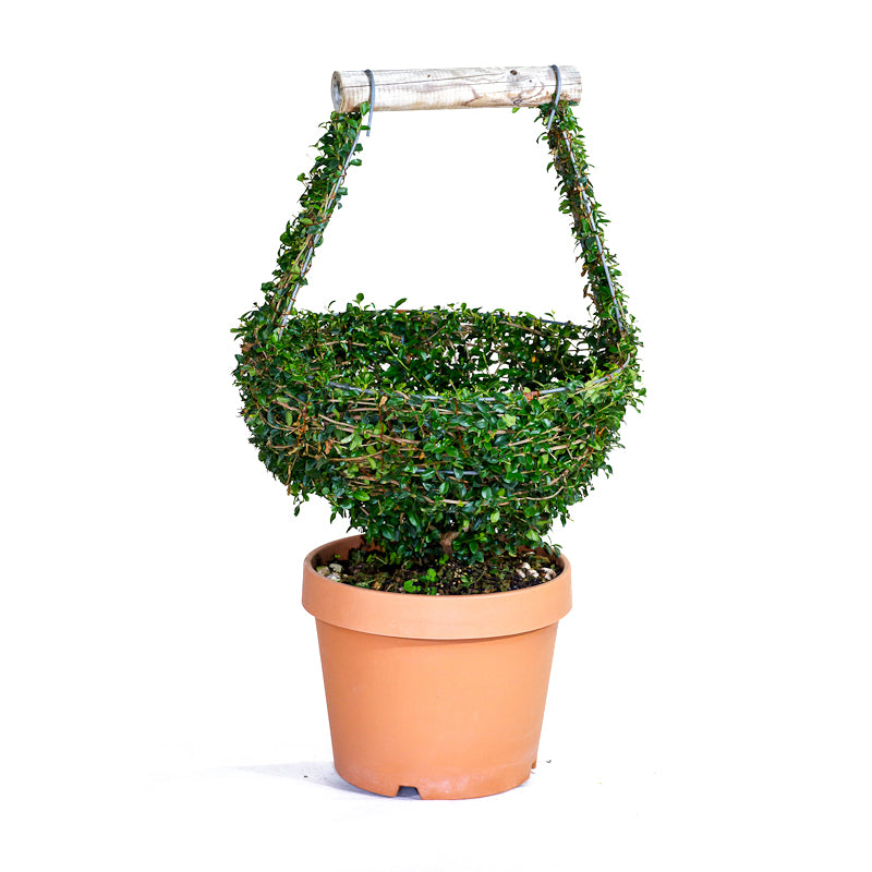 Ligustrum Jonandrum - Cestino - Arte Topiaria