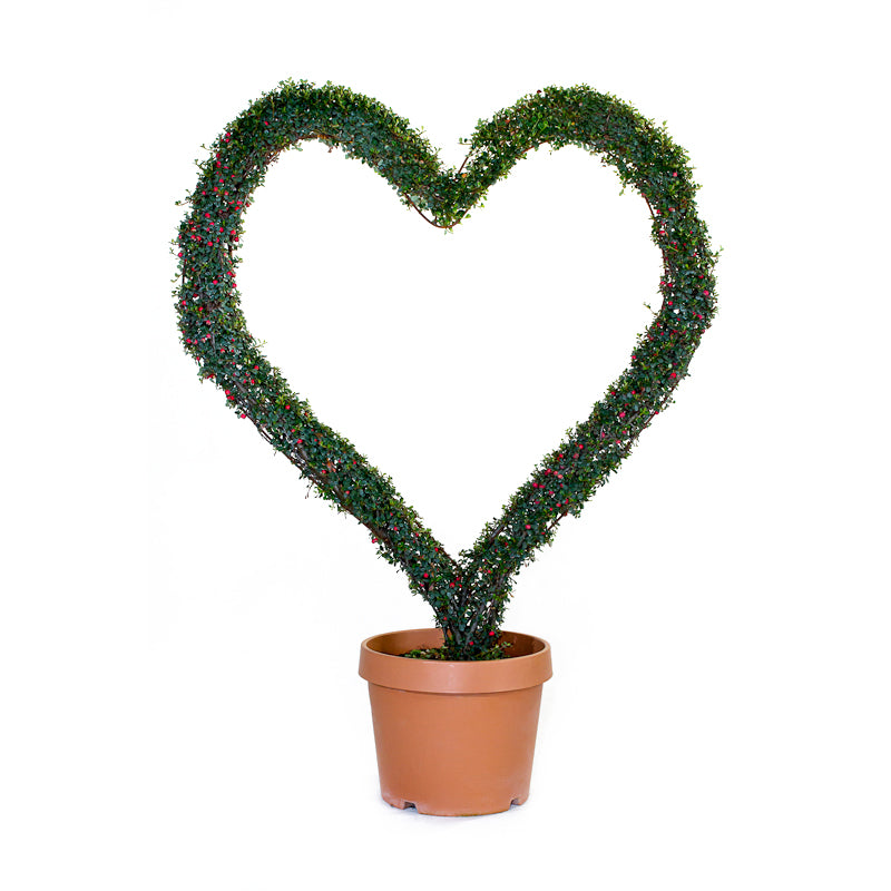Cotoneaster Microphyllus - Cuore Grande - Arte Topiaria