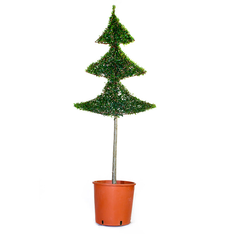 Ligustrum Jonandrum - Albero di Natale - Arte Topiaria