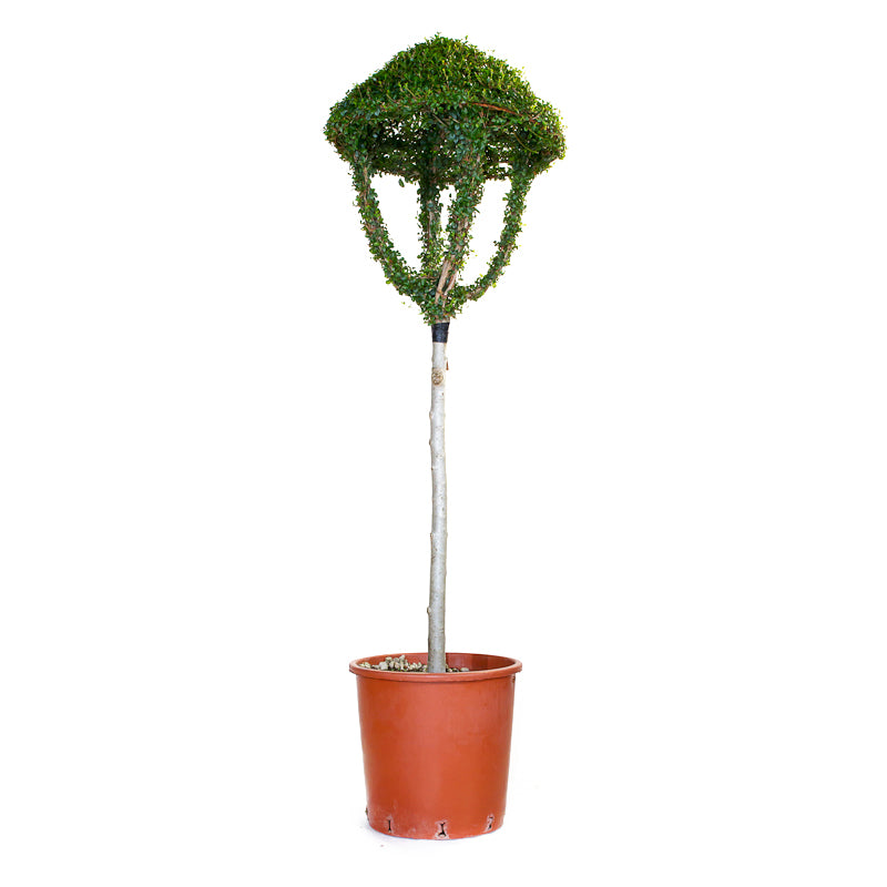 Ligustrum Jonandrum - Lanterna - Arte Topiaria