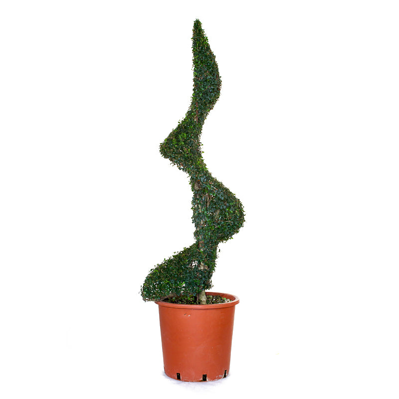 Ligustrum Jonandrum - Spirale/130cm - Arte Topiaria