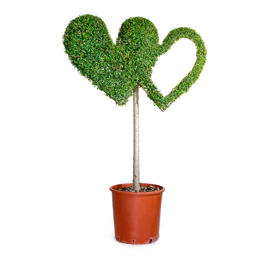 Ligustrum Jonandrum - Cuore Doppio - Arte Topiaria