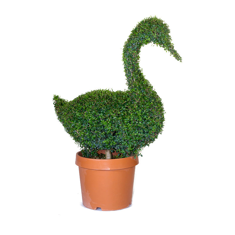 Ligustrum Jonandrum - Cigno - Arte Topiaria