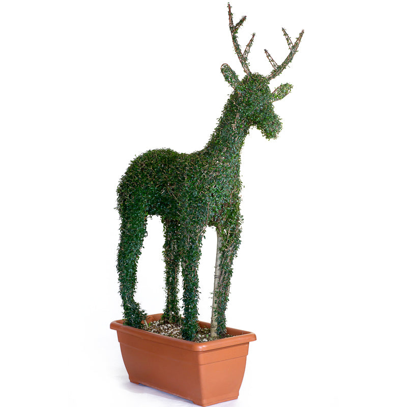 Ligustrum Jonandrum - Cervo - Arte Topiaria