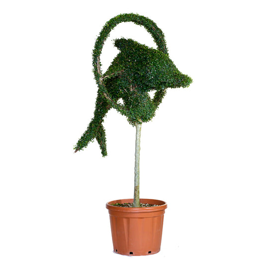 Ligustrum Jonandrum - Delfino nel Cerchio - Arte Topiaria