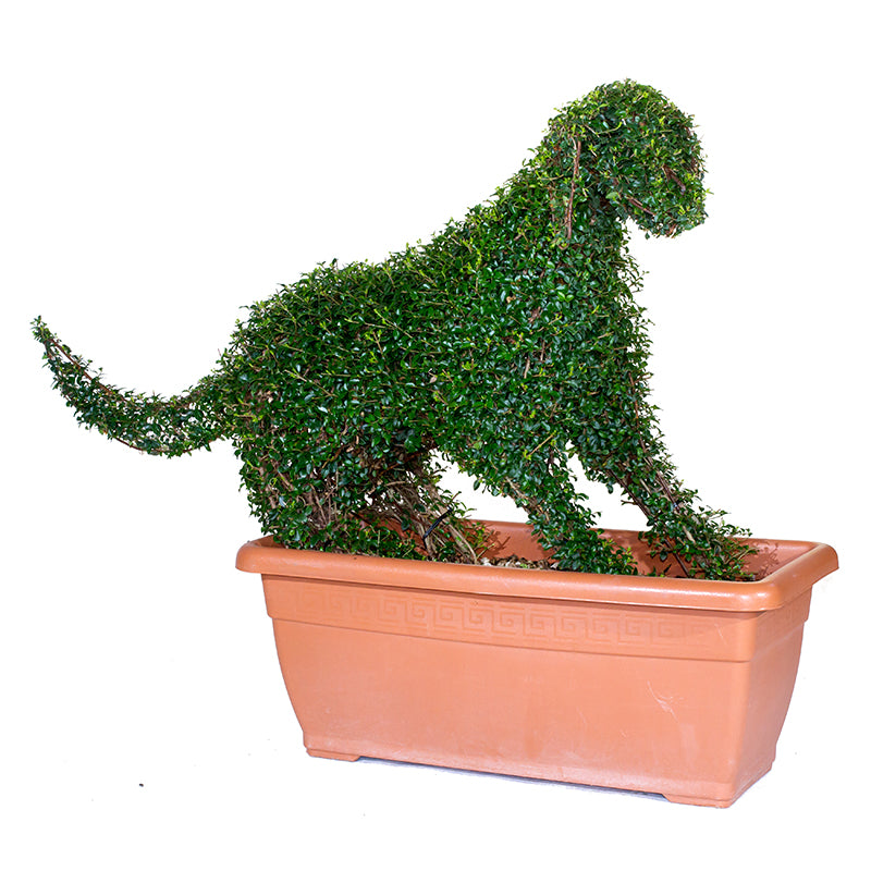 Ligustrum Jonandrum - Cane da Ferma - Arte Topiaria