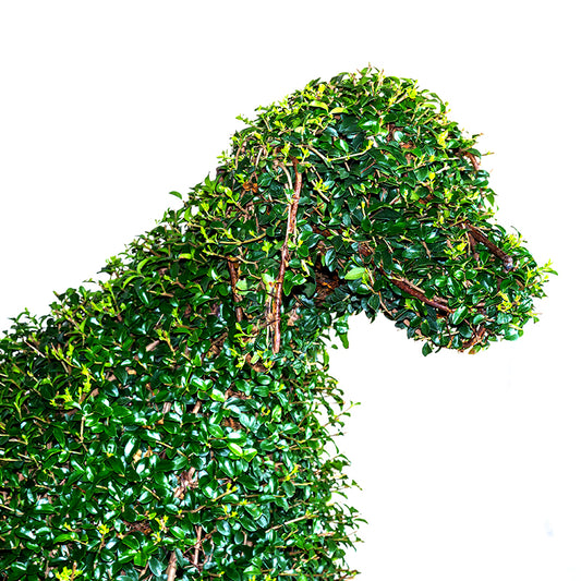 Ligustrum Jonandrum - Cane da Ferma - Arte Topiaria