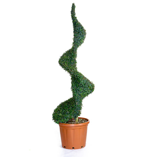 Ligustrum Jonandrum - Spirale/160cm - Arte Topiaria