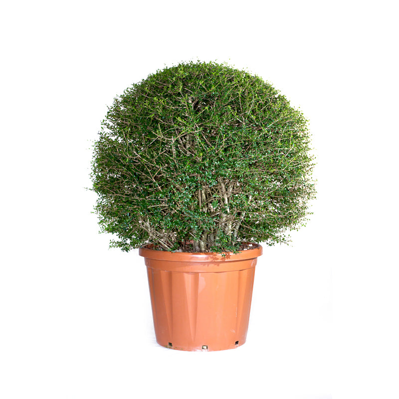 Ligustrum Jonandrum - Sfera - Arte Topiaria