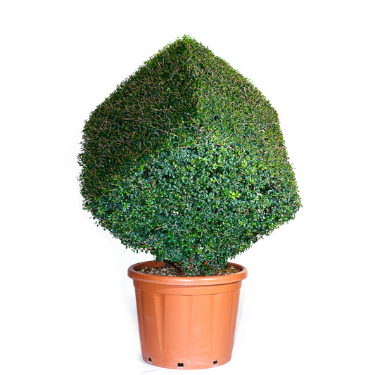 Ligustrum Jonandrum - Cubo - Arte Topiaria