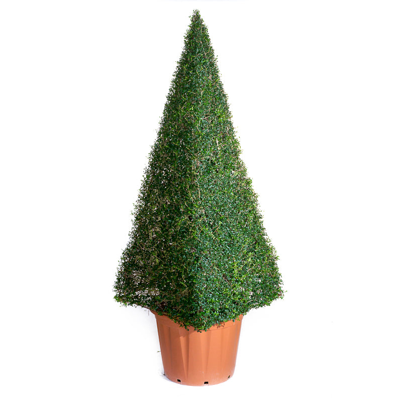 Ligustrum Jonandrum - Piramide - Arte Topiaria