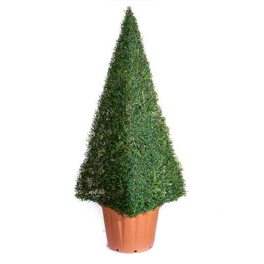 Ligustrum Jonandrum - Piramide - Arte Topiaria