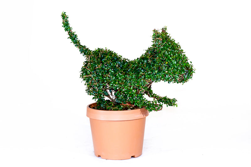 Ligustrum Jonandrum - Gatto - Arte Topiaria