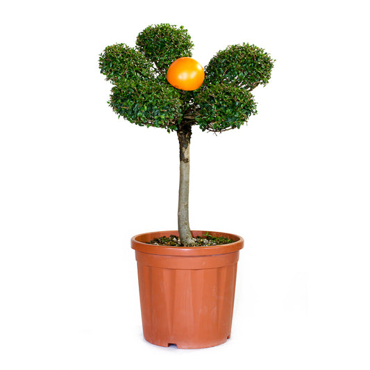 Ligustrum Jonandrum - Fiore - Arte Topiaria