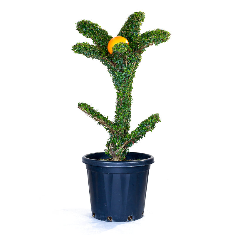 Ligustrum Jonandrum - Fiore con Foglie - Arte Topiaria