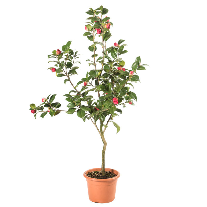 Camellia Japonica detta anche Camelia Giapponese o Camelia del Giappone