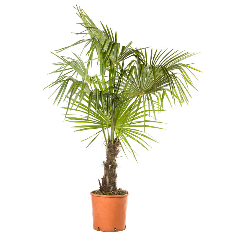 Palma Chamaerops Excelsa - Palma di San Pietro