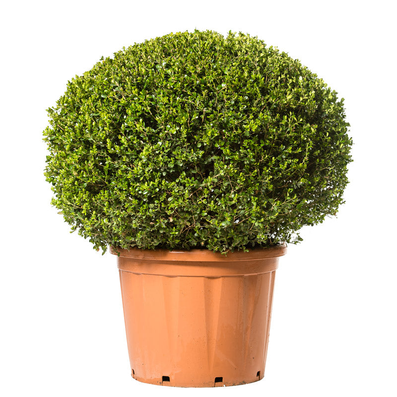 Buxus Microphilla Faulkner - Palla