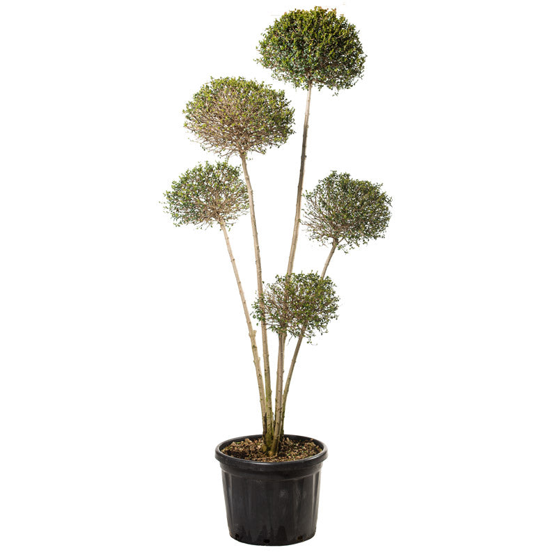 Ligustrum Jonandrum - Pon Pon 5 sfere - Arte Topiaria