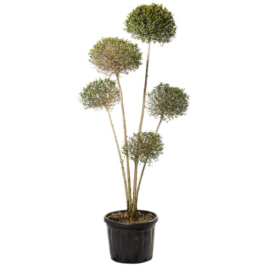 Ligustrum Jonandrum - Pon Pon 5 sfere - Arte Topiaria