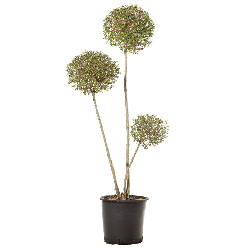 Ligustrum Jonandrum - Pon Pon 3 sfere - Arte Topiaria