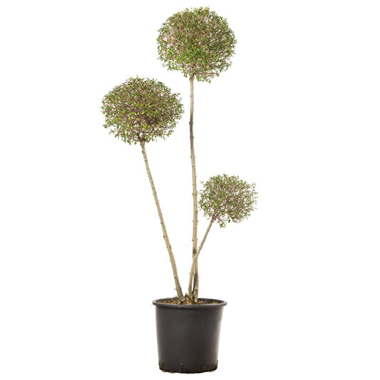 Ligustrum Jonandrum - Pon Pon 3 sfere - Arte Topiaria