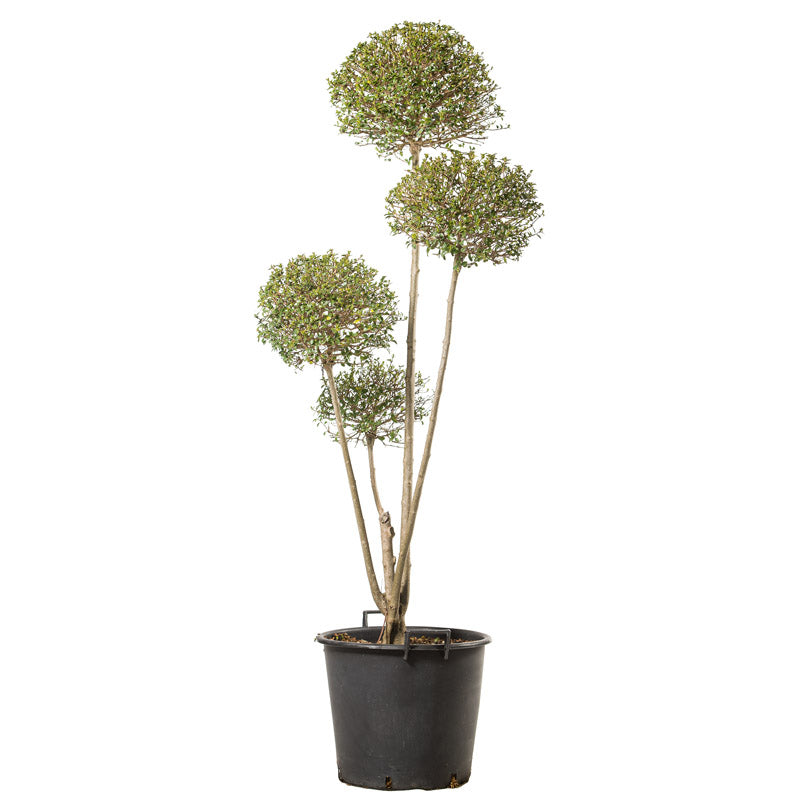 Ligustrum Jonandrum - Pon Pon 4 sfere - Arte Topiaria