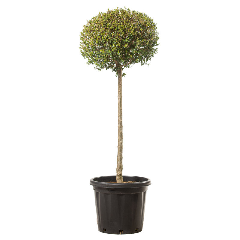 Ligustrum Jonandrum - Palla/Alb. - Arte Topiaria