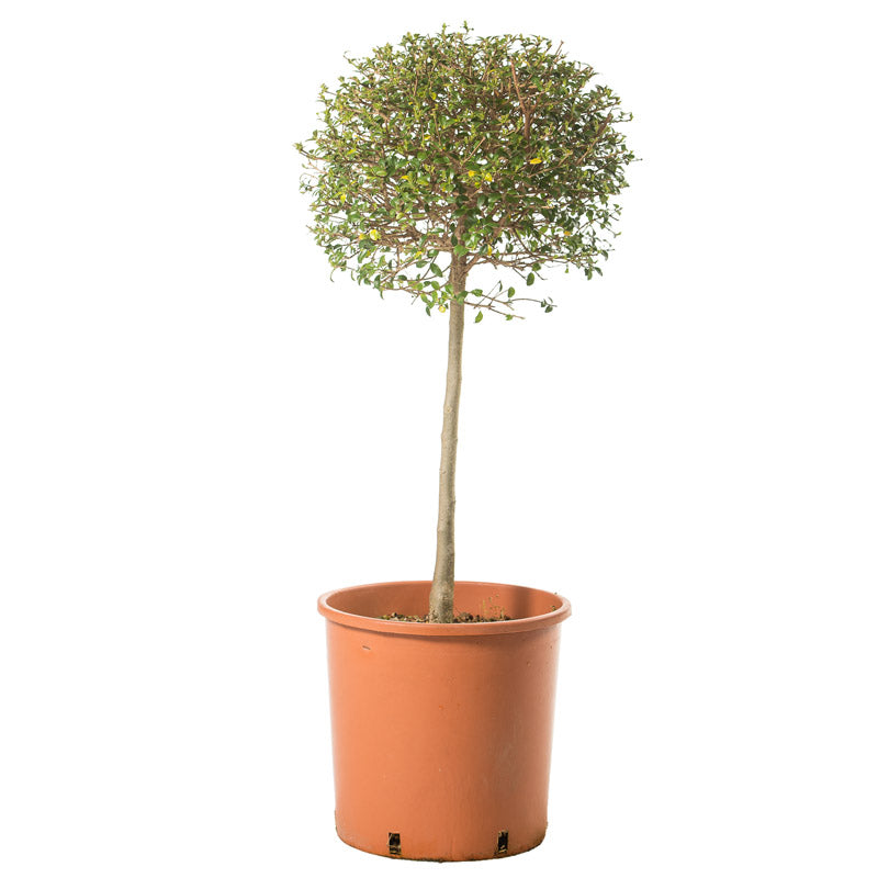 Ligustrum Jonandrum - Palla/Alb. - Arte Topiaria