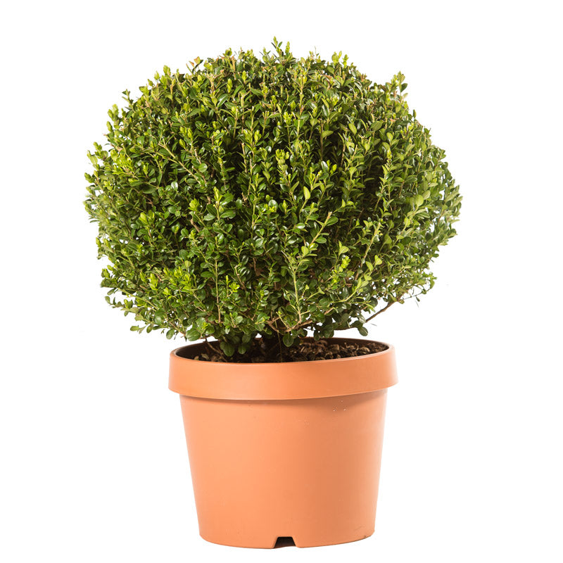 Buxus Microphilla Faulkner - Palla - Arte Topiaria