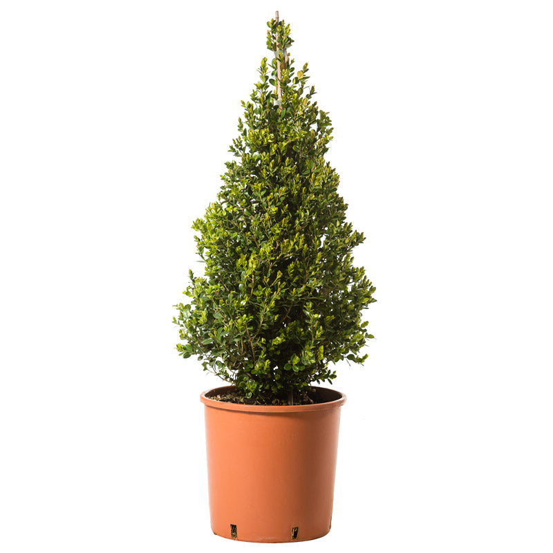 Buxus Microphilla Faulkner - Piramide - Arte Topiaria