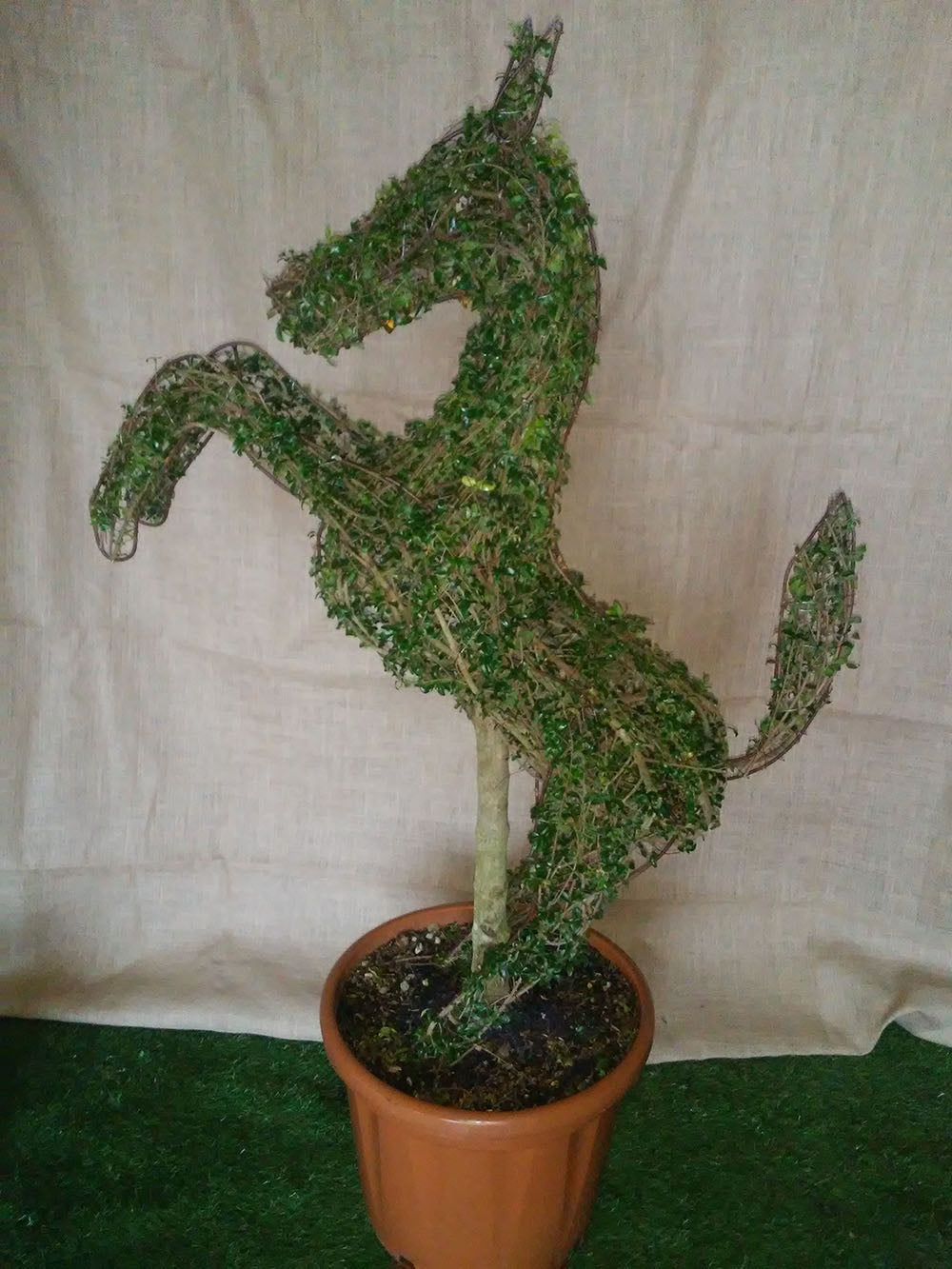 Ligustrum Jonandrum - Cavallino Rampante - Arte Topiaria